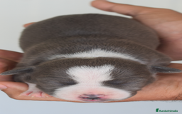 American Staffordshire-Terrier perros en venta: Pedigree American Staffordshire terrier  - Imagen 3