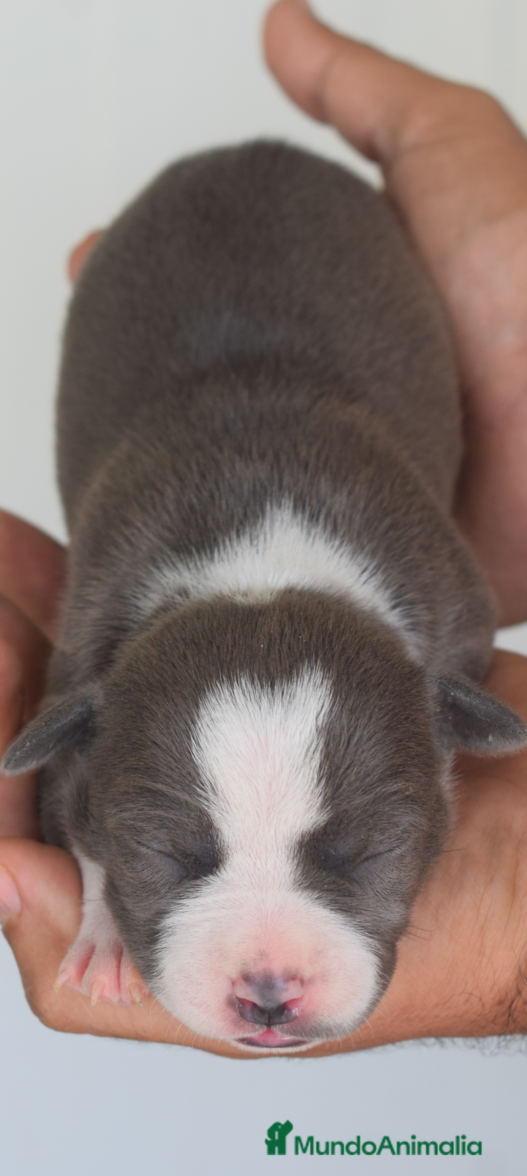 American Staffordshire-Terrier perros en venta: Pedigree American Staffordshire terrier  - Imagen 3