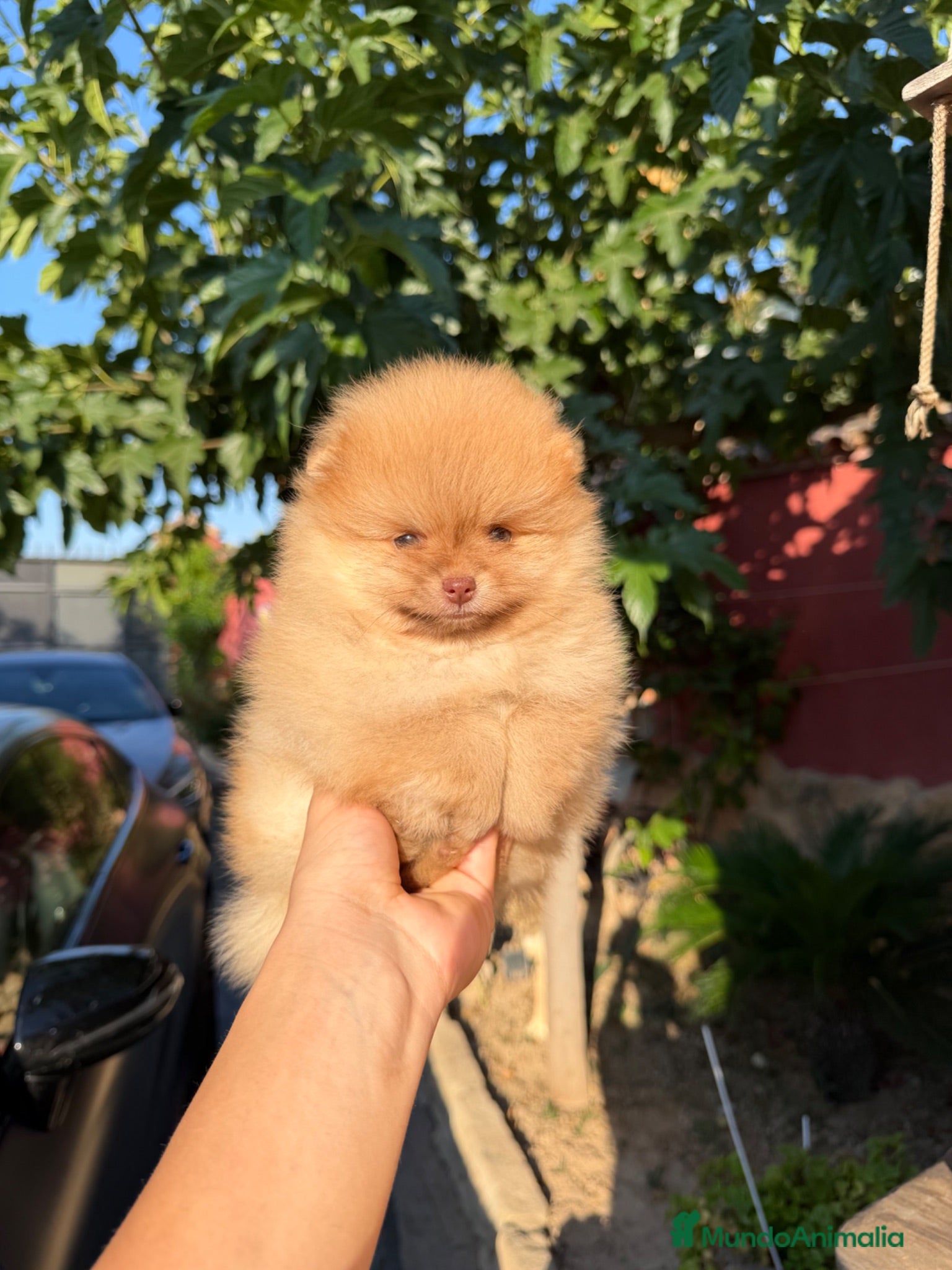 Pomerania perros Excelente Pomerania toy - Anuncio 2