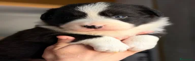 Border Collie Cachorro 2