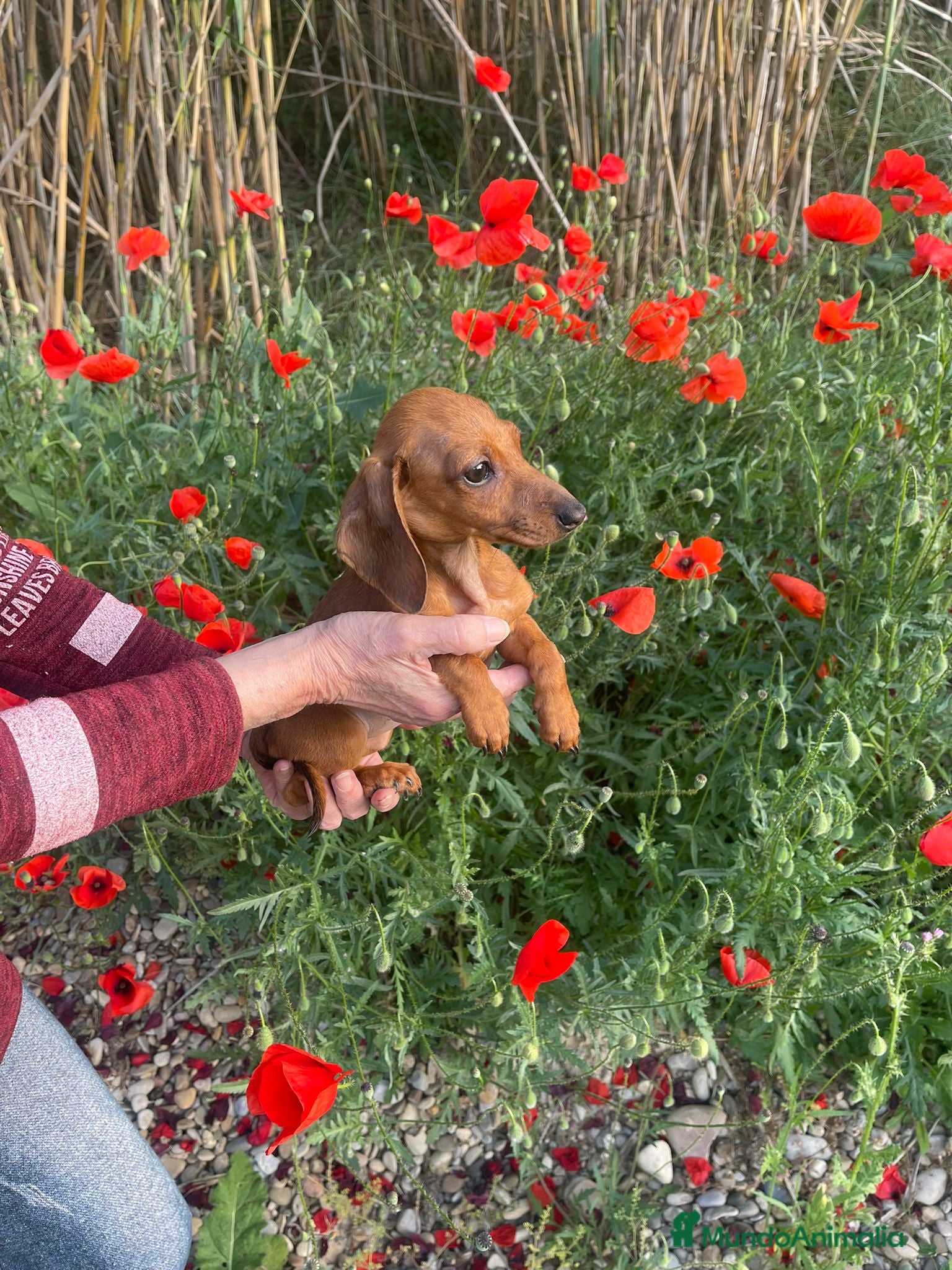 Teckel Miniatura perros Teckel mini  - Anuncio 4