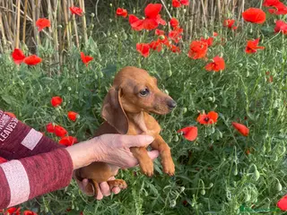 Teckel Miniatura perros Teckel mini - Anuncio 4