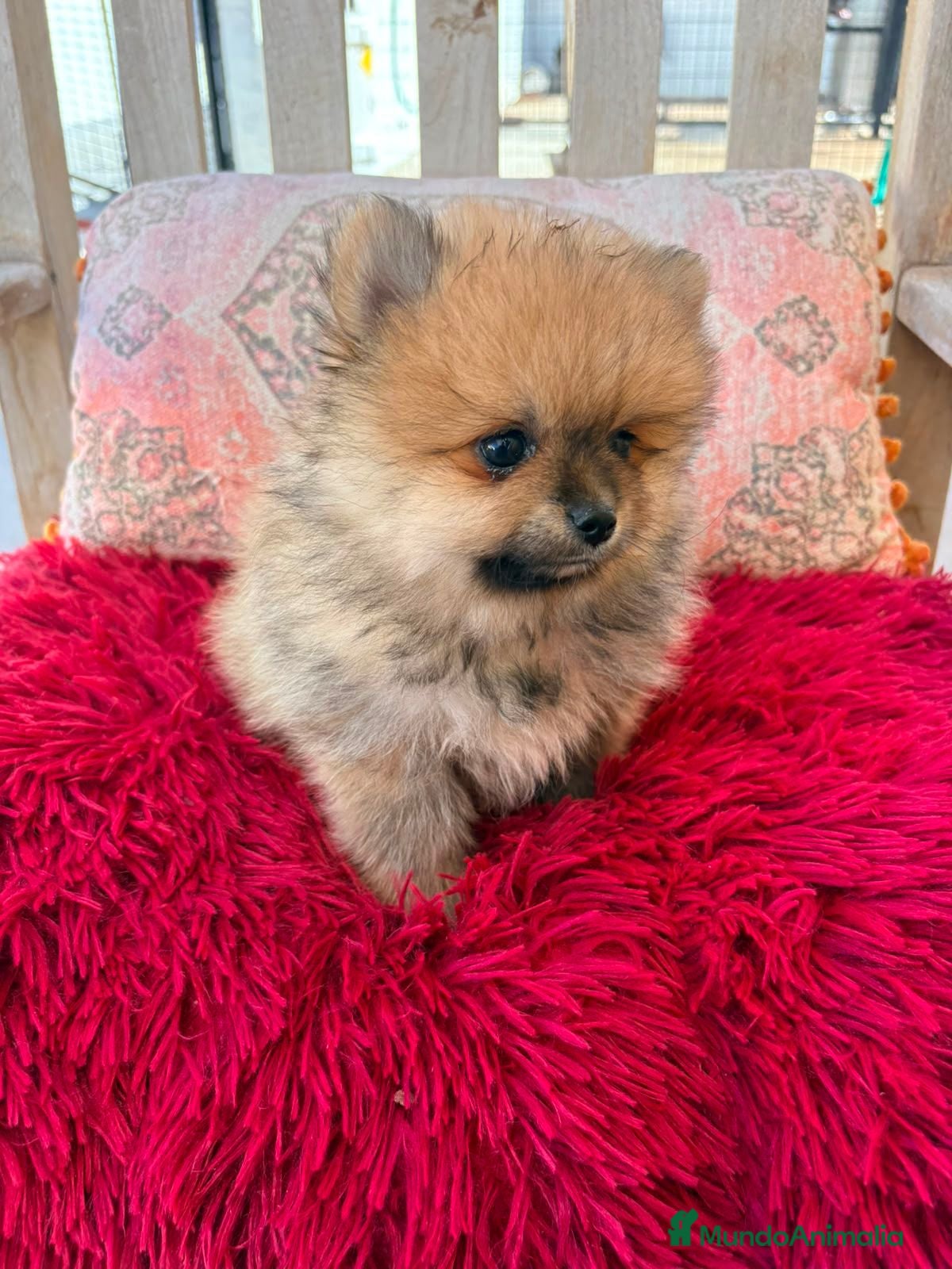 Pomerania perros Lulú pomerania toy - Anuncio 1