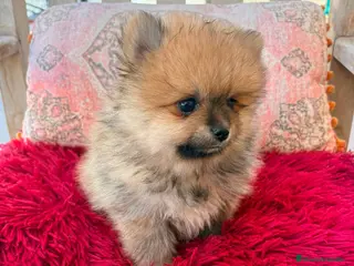 Pomerania perros Lulú pomerania toy - Anuncio 1