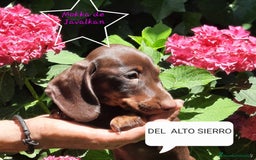 Teckel Miniatura perros en venta: Teckel miniatura  - Imagen 7