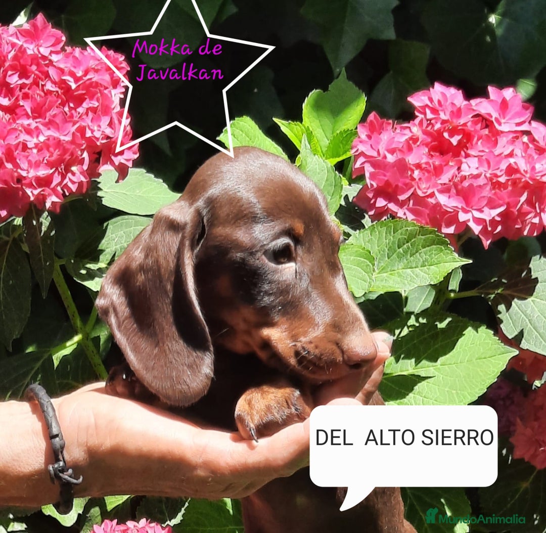 Teckel Miniatura perros en venta: Teckel miniatura  - Imagen 7