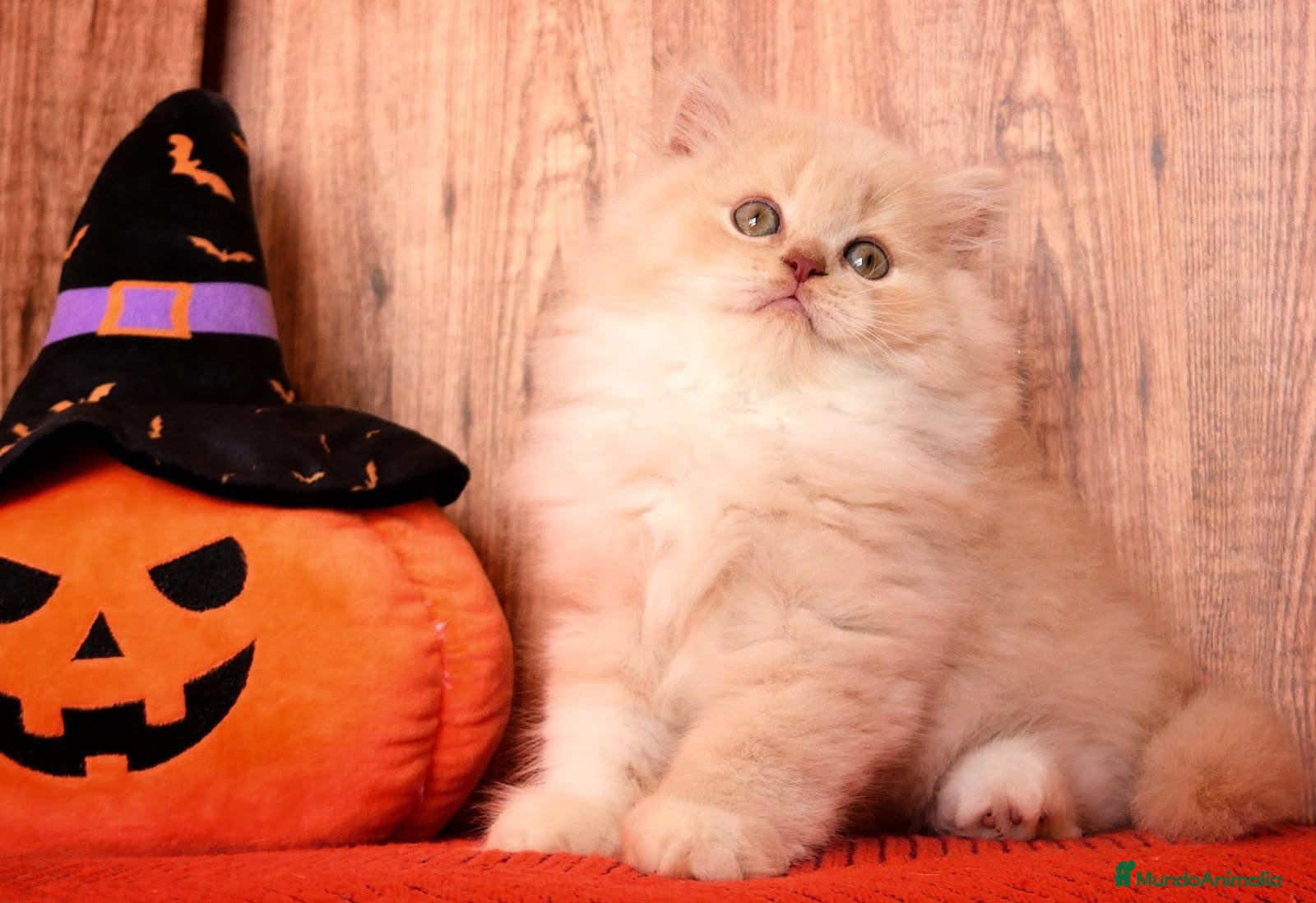 Británico de Pelo Largo gatos en venta: British Longhair macho, ejemplar único! - Anuncio 1