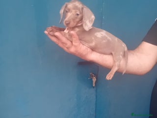 Teckel Miniatura perros - Anuncio 4