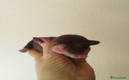 Chihuahua perros en venta: CHIHUAHUA HEMBRA TOY - Imagen 2