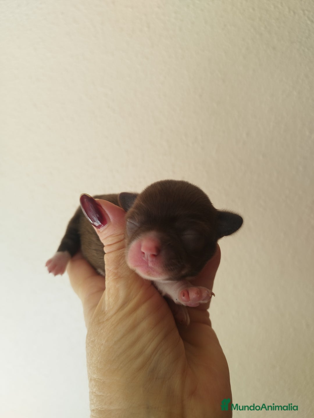 Chihuahua perros en venta: CHIHUAHUA HEMBRA TOY - Imagen 2