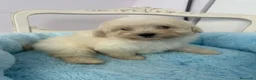 Maltipoo perros en venta: Adorables cachorritos de Maltipoo - Anuncio 6