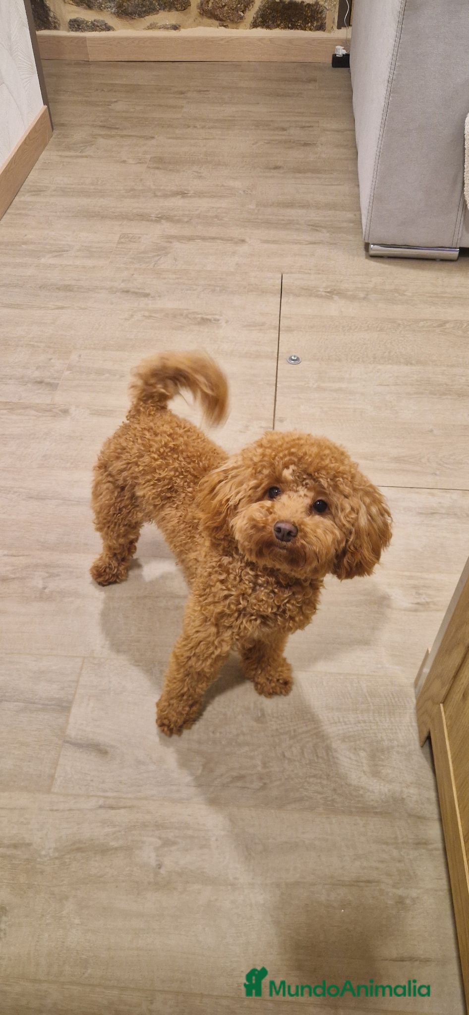Caniche Toy perros Caniche Toy  - Anuncio 2