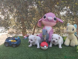 Chihuahua perros - Anuncio 7
