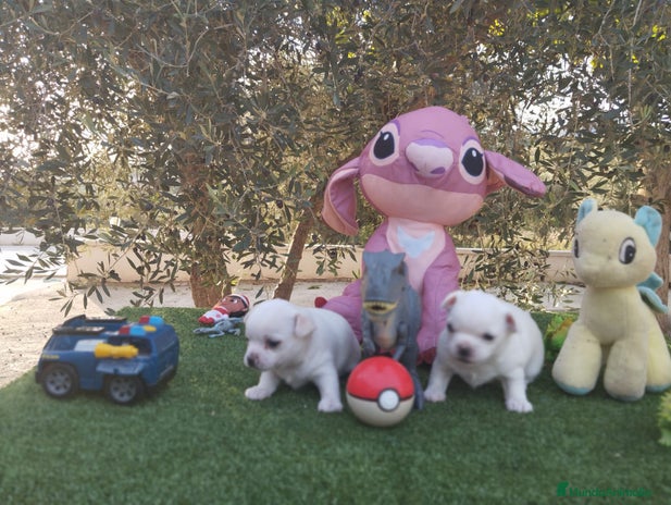 Chihuahua perros - Anuncio 2