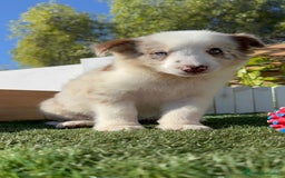 Border Collie perros en venta: BORDER COLLIE - Anuncio 14