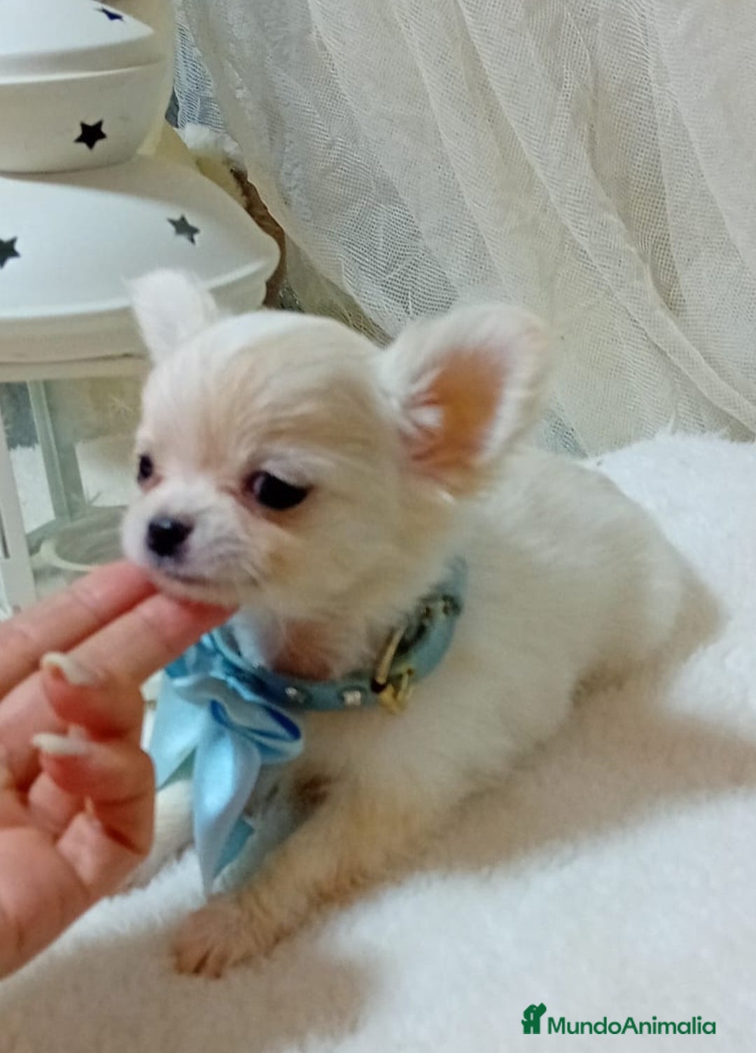 Chihuahua perros Chihuahuas miniatura - Anuncio 2