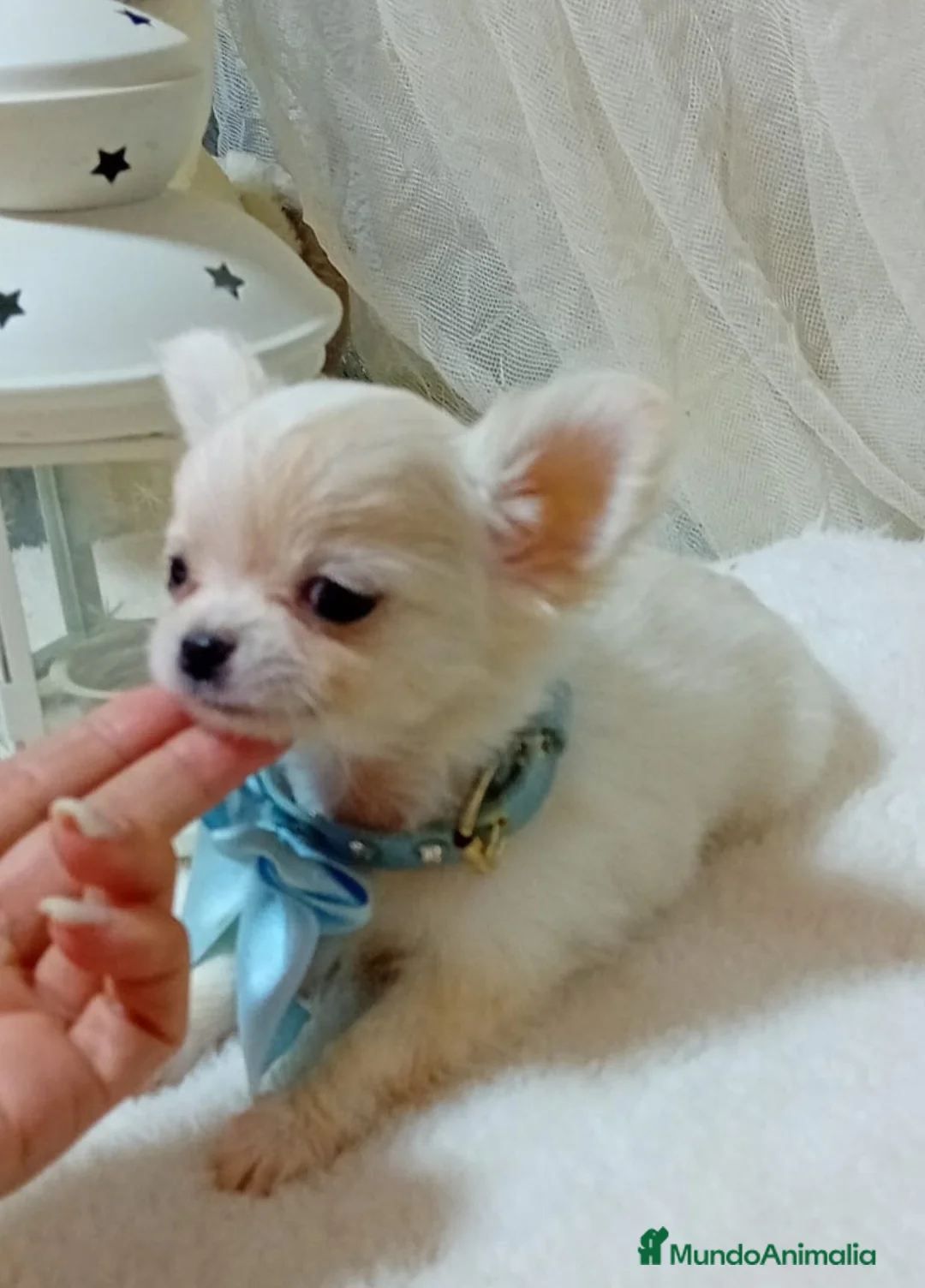 Chihuahua perros en venta: Chihuahuas miniatura - Anuncio 1