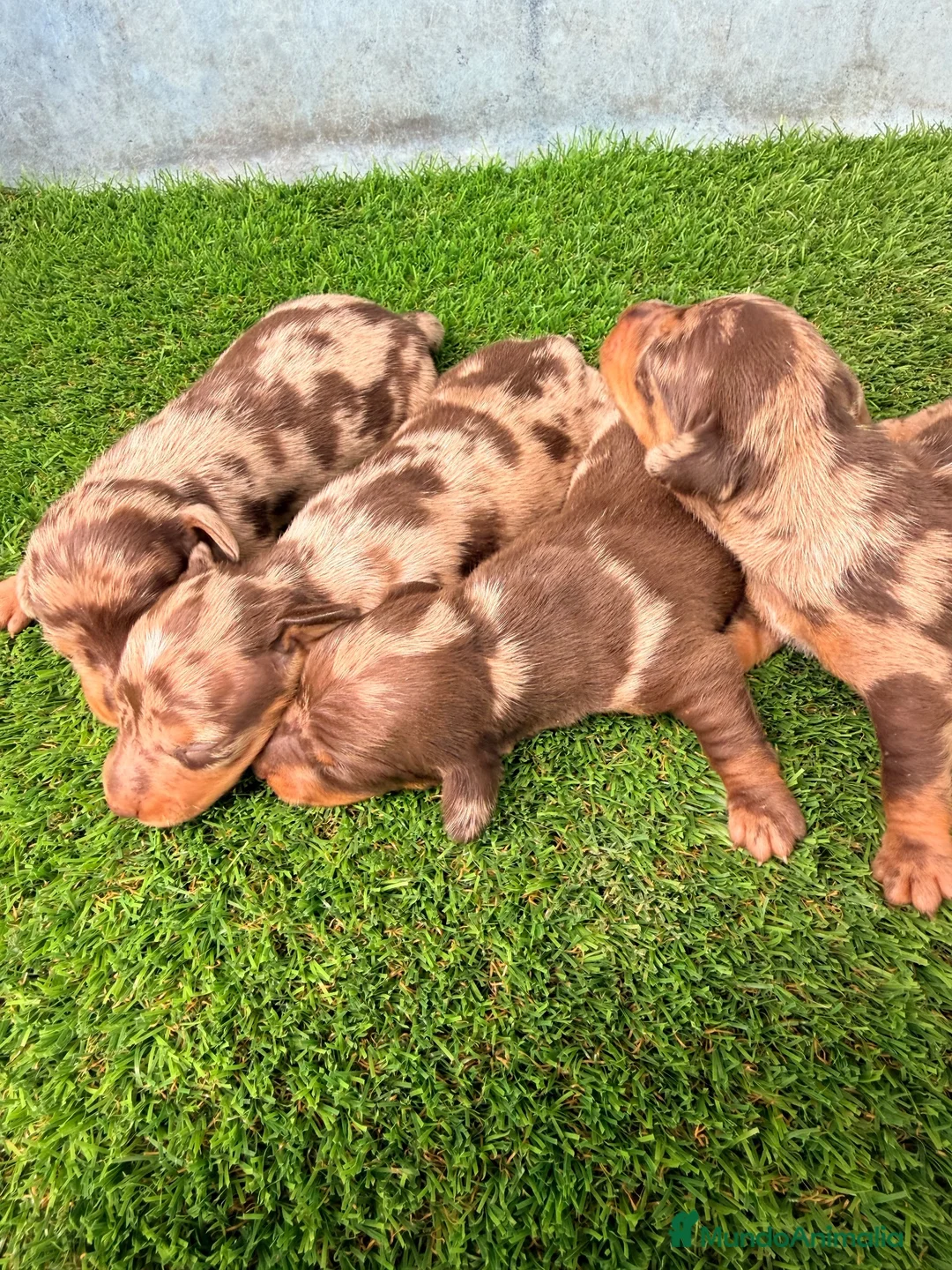 Teckel Miniatura perros en venta: TECKELS MINIATURA  - Anuncio 7