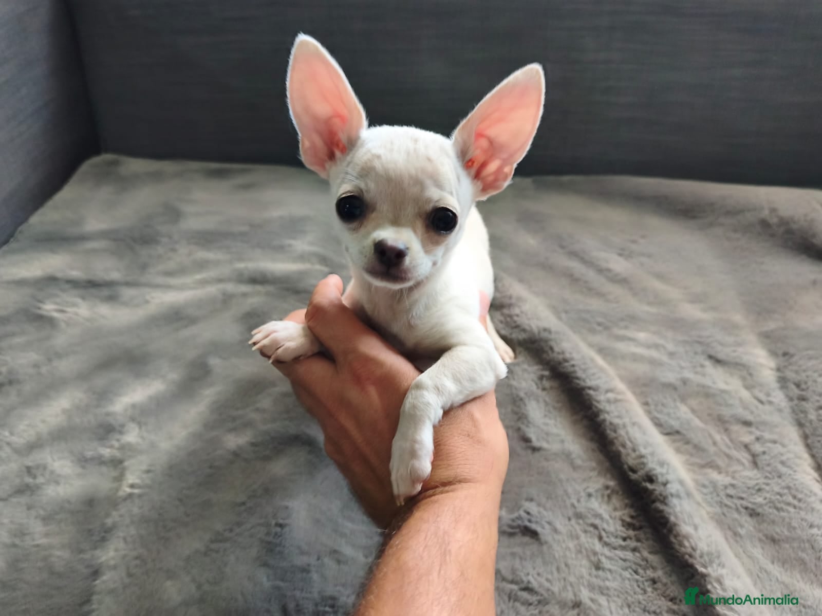 Chihuahua perros CHIHUAHUA TOY MACHO - Anuncio 1