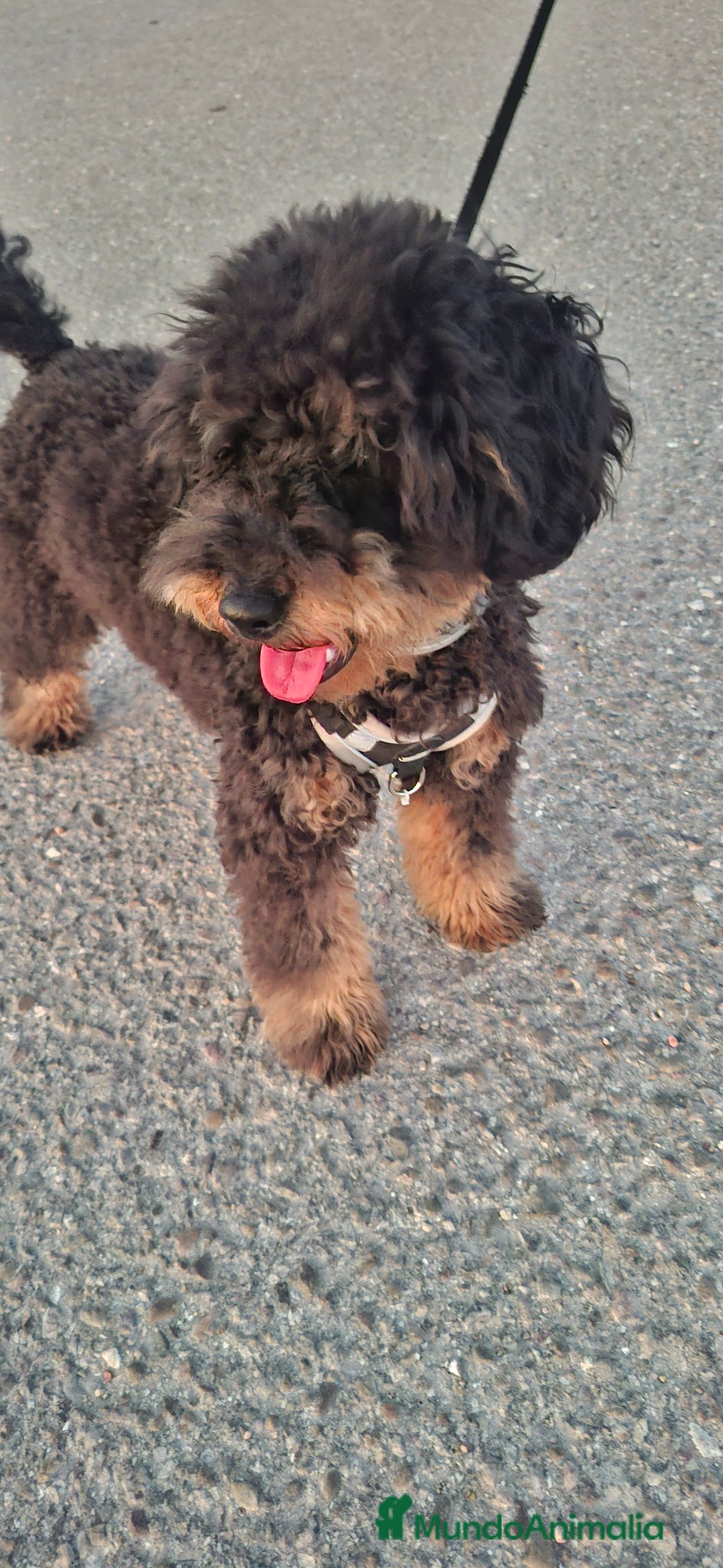 Caniche Enano perros en venta: Caniche enano macho en Zaragoza - Anuncio 5