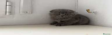 Scottish Fold Gatito 2
