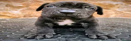 Cane Corso perros en venta: Cane corso - Anuncio 7