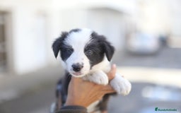 Border Collie perros en venta: Cachorros Border Collie  - Imagen 10