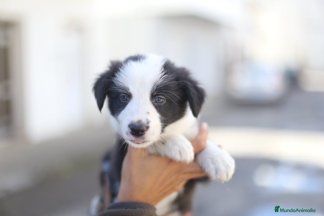 Border Collie perros en venta: Cachorros Border Collie  - Imagen 10