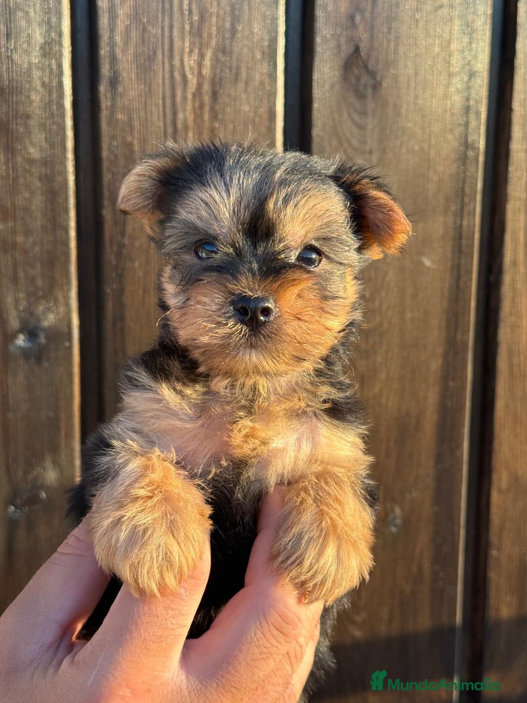Yorkshire Terrier perros en venta: YORCSHIRE TERROER TOY - Imagen 3