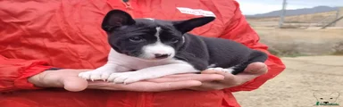 Basenji Cachorro 2