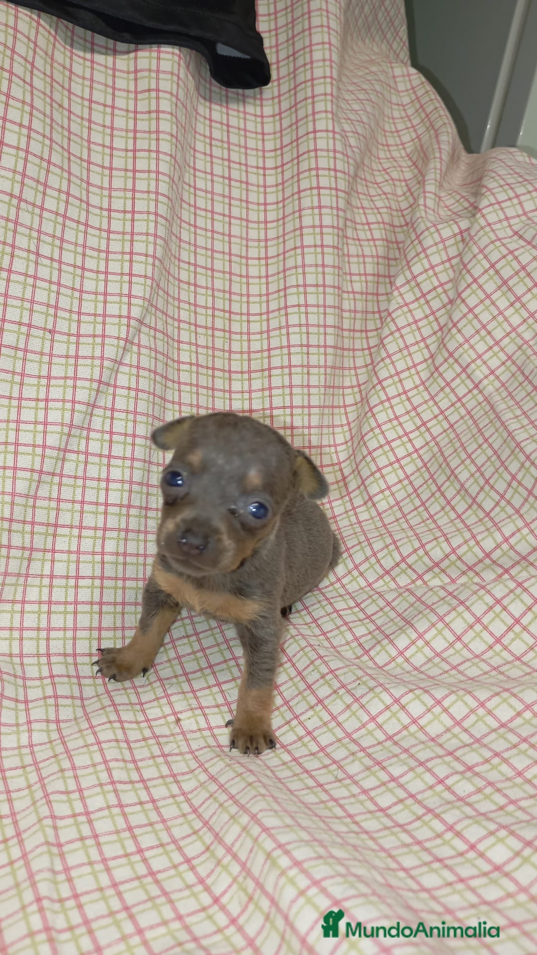Ratón de Praga perros en venta: Raton de Praga  - Imagen 5