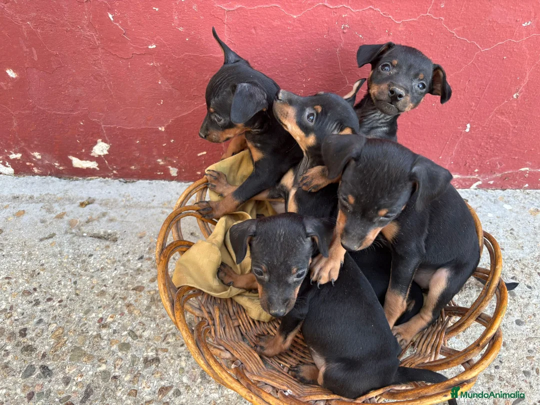 Ratón de Praga perros en venta: Ratón de praga - Anuncio 3
