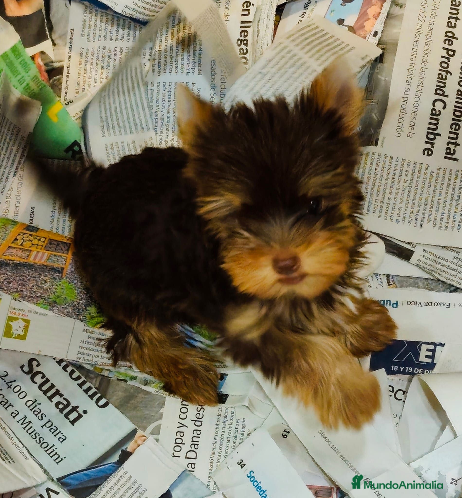 Yorkshire Terrier perros Yorkshire terrier chocolate - Anuncio 8