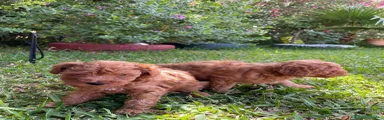 Caniche Mediano 1