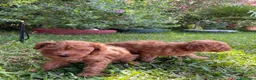 Caniche Mediano perros en venta: cachorro caniches rojo y apricot - Anuncio 4