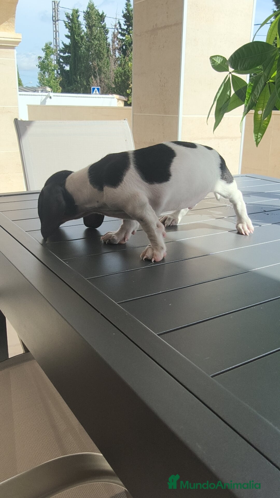 Teckel Miniatura perros en venta: Teckel Kanichen chocolate y mini pielbad  - Imagen 11
