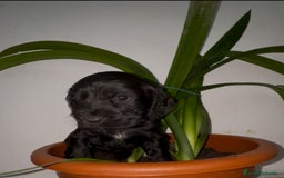 Cocker Spaniel Inglés perros en venta: Cocker Spaniel ingles  - Anuncio 6