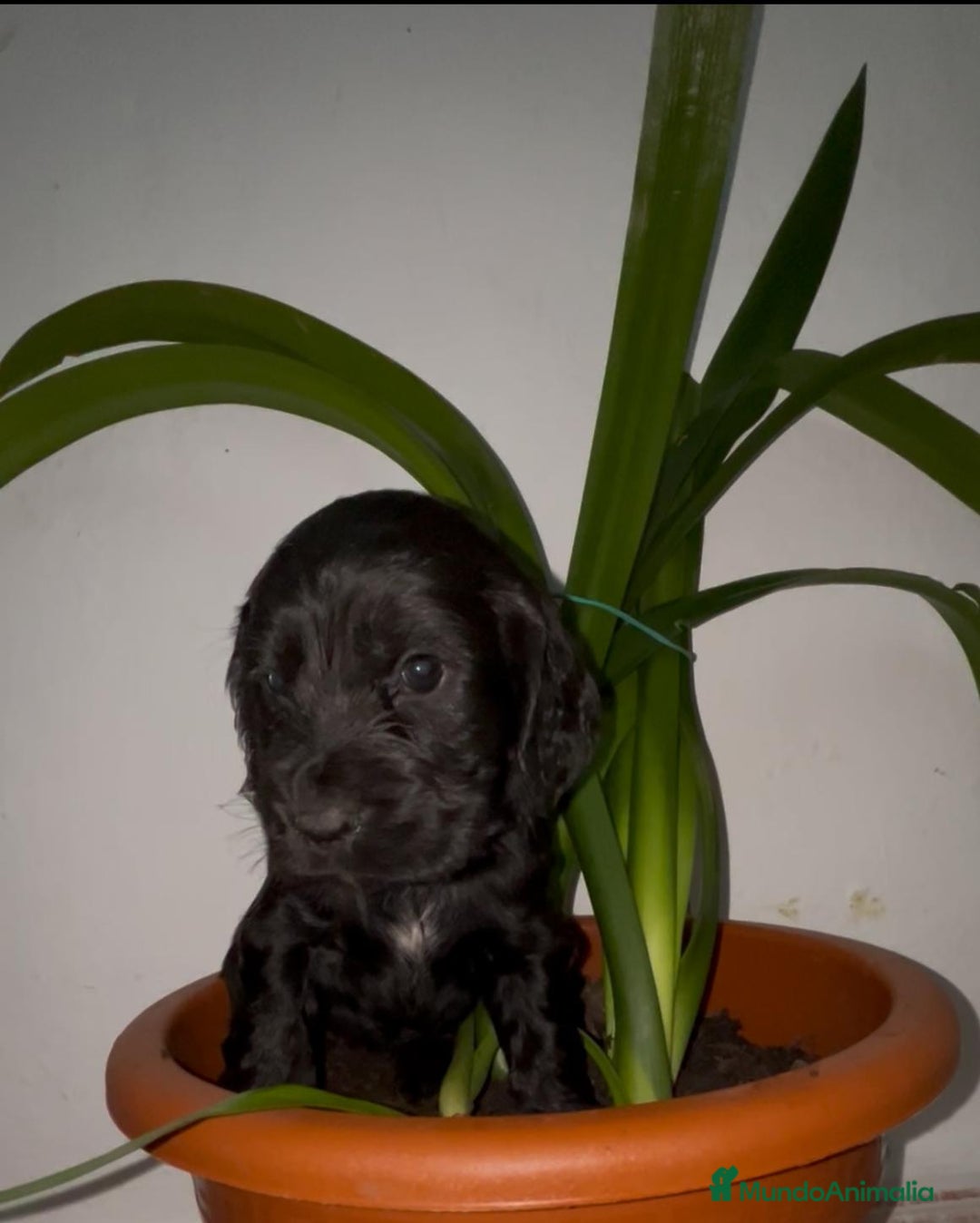 Cocker Spaniel Inglés perros en venta: Cocker Spaniel ingles  - Anuncio 6