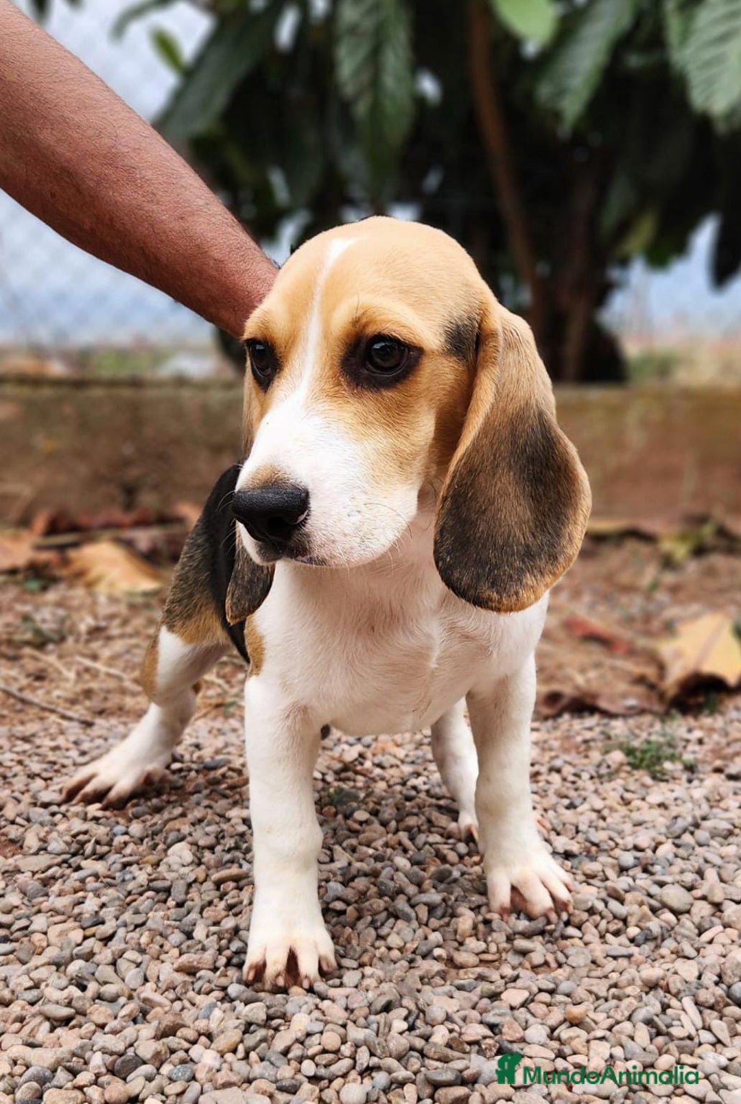 Beagle perros en venta: BEAGLE TRICOLOR MACHITO - Imagen 1