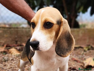 Beagle perros - Anuncio 11