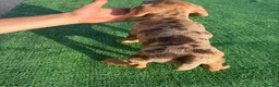 Teckel Miniatura perros en venta: Disponible Teckels de Calidad  - Anuncio 9