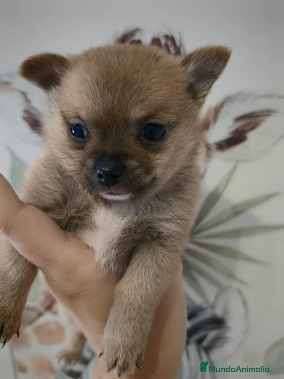 Pomchi perros en venta: Pomchi macho - Anuncio 2