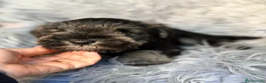 Schnauzer Miniatura 1