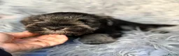 Schnauzer Miniatura perros en venta: Camada de schnauzer  - Anuncio 4