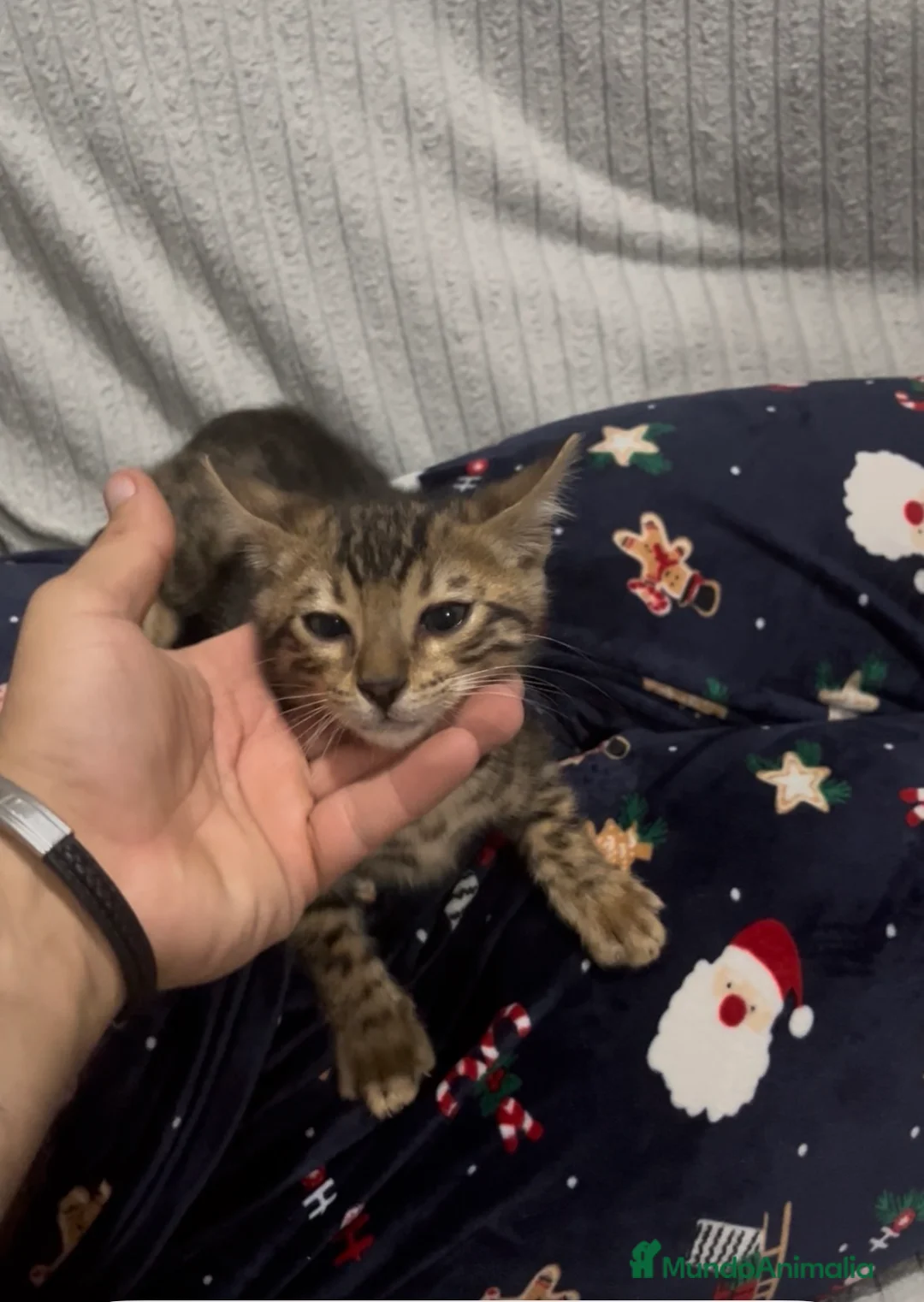Bengalí gatos en venta: CAMADA GATOS BEBGALÍ - Anuncio 2