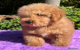 Maltipoo perros en venta: Maltipoo roja  - Imagen 2