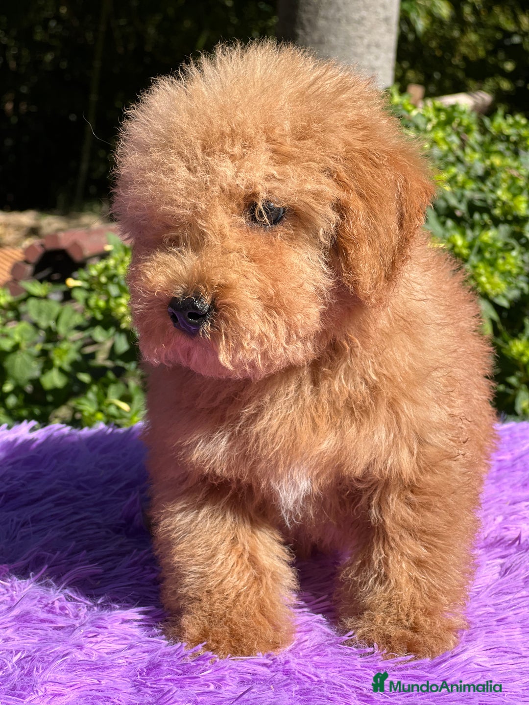 Maltipoo perros en venta: Maltipoo roja  - Imagen 2
