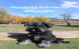 Schnauzer Miniatura perros en venta: Schnauzer mini sal y pimienta  - Imagen 2