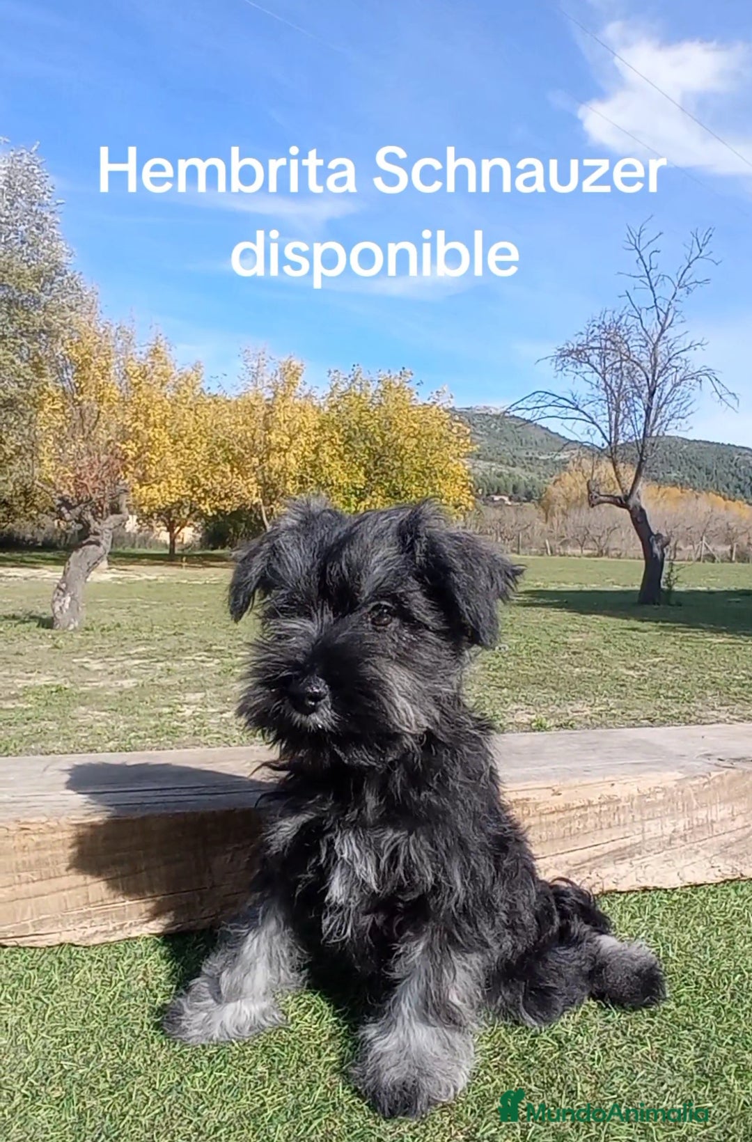 Schnauzer Miniatura perros en venta: Schnauzer mini sal y pimienta  - Imagen 2