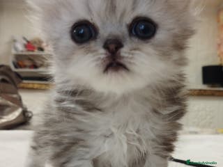 Persa gatos Chinchilla Silver Macho - Anuncio 7